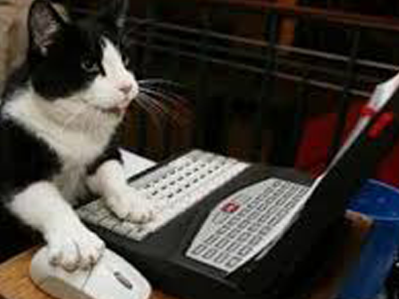a cat using a computer.